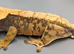 Various reptiles and enclosures