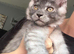 Pedigree Maine Coon Kittens HIGH SMOKE BOY LEFT