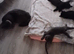 BRITISH SHORTHAIR KITTENS MANCHESTER REDUCED READY TO GO