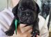 French bulldog x Show cocker spaniel