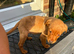 Boy labrador for rehome