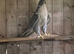 Male gyr falcon