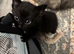 Kittens