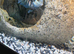 Fish tank including fish. Parrot fish and Polar blue Parrots