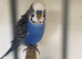 Budgies 25 overall