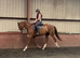 Beautiful eye catching gelding