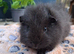 Swiss, Cali, Self Blacks and Smooth Baby Guinea Pigs