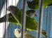 Babys Senegal parrots