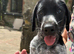 ONLY 1 GIRL LEFTAVAILABLE READY TO GO  GWP X WEIMKY PUPPIES