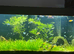 Mollies & Guppies