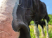 Shire gelding