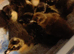 Ducklings for sale cayuga and cayuga cross runner