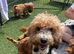 Cockapoo puppies