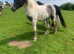 Yearling Cob Filly 14.2