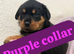 Rottweiler puppys