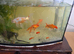 FISH AND TANK