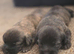 Shih-tzu x yorkie x Jacapoo puppies