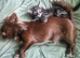 Cute male kitten looking for his family