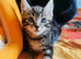 Kittens