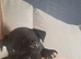 (Last pup) Female