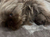 Fluffy French Bulldog Ready Now