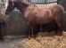 Beautiful sec B Mare