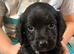 Beautiful cocker spaniel pups for sale