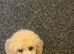 Monty toy poodle