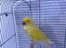 Beautiful rare yellow male Ringneck