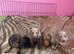 Pedigree miniature dachshund Puppies