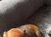 Three Male Miniature Pinscher Puppies
