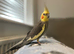 Cockatiels for rehoming