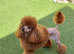 KC reg. Red Toy Poodle. Small. STUD