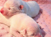 KC Samoyed puppies