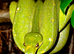 Designer Blue Green Tree Python Male CB24