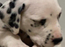 Six beautiful dalmatian puppies