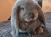 Friendly French Lops