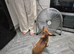 8 month Daschund cross for sale