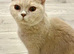British shorthair Lilac