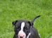 English bullterrier pupps