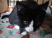 2 black and white kittens