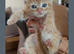 3 beautiful full ginger boy kittens ready now