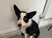 Border collie puppy