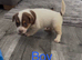 Jack Russell puppy’s