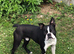 WELL-MARKED BOSTON TERRIER FOR STUD DUTIES