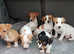 MINIATURE  JACK RUSSELL PUPPIES