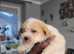 Beautiful Poochons / Bichpoos