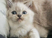 Last male BS kitten looking for his forever family