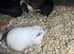 Adult male guinea pigs