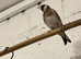 4x goldfinches